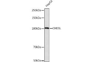 Western blot analysis of extracts of HepG2 cells, using CHD1L Rabbit mAb (ABIN7266361) at 1:1000 dilution. (CHD1L anticorps)