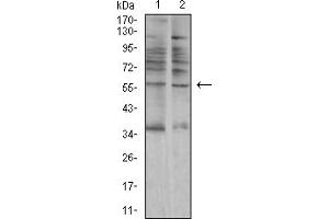 Western blot analysis using AMY1A mouse mAb against A549 (1) and C6 (2) cell lysate.