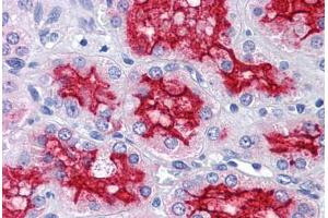 Human Kidney: Formalin-Fixed, Paraffin-Embedded (FFPE) (Peroxiredoxin 4 anticorps  (AA 51-151))