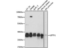 Western blot analysis of extracts of various cell lines, using LEFTY1 antibody.