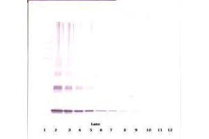 Image no. 3 for anti-Interleukin 10 (IL10) antibody (ABIN465277) (IL-10 anticorps)