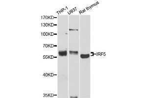 Western blot analysis of extracts of various cell lines, using IRF5 antibody (ABIN1873273) at 1:1000 dilution. (IRF5 anticorps)