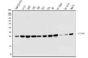 Western blot analysis of EIF6 using anti-EIF6 antibody (ABIN6719594).