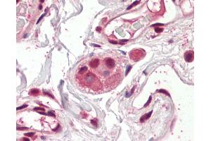 Anti-Groucho antibody IHC of human colon, submucosal plexus. (AES anticorps  (AA 79-91))