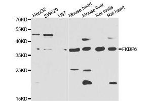 Western blot analysis of extracts of various cell lines, using FKBP6 antibody. (FKBP6 anticorps  (AA 1-327))