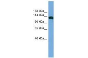 Image no. 1 for anti-HAUS Augmin-Like Complex, Subunit 6 (HAUS6) (AA 827-876) antibody (ABIN6745693) (FAM29A anticorps  (AA 827-876))