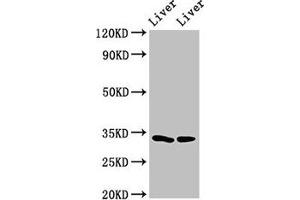 Western Blot Positive WB detected in: Rat liver tissue, Mouse liver tissue All lanes: RGN antibody at 3 μg/mL Secondary Goat polyclonal to rabbit IgG at 1/50000 dilution Predicted band size: 34, 25 kDa Observed band size: 34 kDa (Regucalcin anticorps  (AA 1-299))