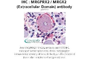 Image no. 1 for anti-G Protein-Coupled Receptor MRGX2 (MRGPRX2) (3rd Extracellular Domain) antibody (ABIN1737074)