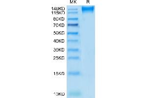 CD96 (CD96) (AA 22-503) protein (mFc Tag)
