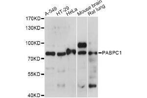 Western blot analysis of extracts of various cell lines, using PABPC1 antibody (ABIN6292221) at 1:1000 dilution. (PABP anticorps)
