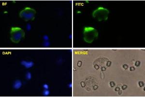 U-2 OS cells were stained with MCAM-FITC labeled monoclonal antibody (Green). (MCAM anticorps  (AA 1-646))