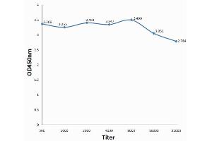 Antigen: 0. (MEF2A anticorps  (pSer408))