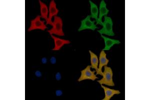 FGFR2 Mouse Monoclonal Antibody staining HepG2 cells by IF/ICC. (FGFR2 anticorps  (C-Term))