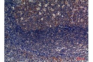 Immunohistochemistry (IHC) analysis of paraffin-embedded Human Tonsils, antibody was diluted at 1:100. (CD6 anticorps  (Internal Region))