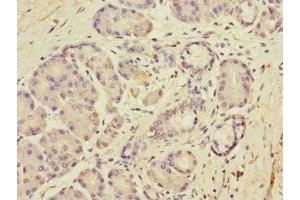 Immunohistochemistry of paraffin-embedded human pancreatic tissue using ABIN7150689 at dilution of 1:100 (DUOX1 anticorps  (AA 1312-1551))