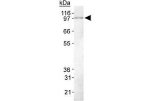 Western Blot Analysis of KIAA1524 in HeLa whole cell lysate using KIAA1524 monoclonal antibody, clone 2G10 . (KIAA1524 anticorps  (C-Term))
