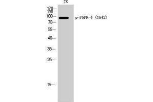 Western Blotting (WB) image for anti-Fibroblast Growth Factor Receptor 4 (FGFR4) (pTyr642) antibody (ABIN3182397) (FGFR4 anticorps  (pTyr642))