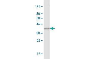 Western Blot detection against Immunogen (38.