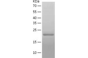 Western Blotting (WB) image for Peptidylprolyl Isomerase A (Cyclophilin A) (PPIA) (AA 1-164) protein (His-IF2DI Tag) (ABIN7124347)