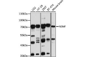 Western blot analysis of extracts of various cell lines, using NSMF antibody (ABIN1681015, ABIN3019087, ABIN3019088 and ABIN6220710) at 1:1000 dilution. (NMDA Receptor Synaptonuclear Signaling and Neuronal Migration Factor (NSMF) (AA 226-505) anticorps)