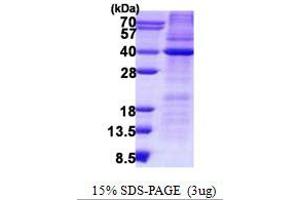 Image no. 1 for HCLS1 Associated Protein X-1 (HAX1) (AA 1-279) protein (His tag) (ABIN1098543)