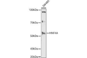 Western blot analysis of extracts of SW480 cells, using HNF4A antibody (ABIN3022869, ABIN3022870, ABIN3022871 and ABIN6219273) at 1:1000 dilution. (HNF4A anticorps  (AA 200-300))