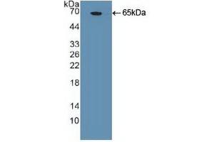 Western blot analysis of recombinant Huma NANOG. (Nanog anticorps  (AA 1-305))