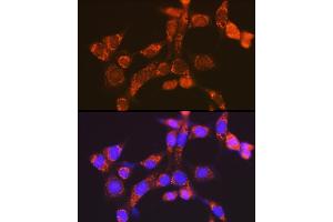 Immunofluorescence analysis of NIH-3T3 cells using NDUFV1 Rabbit pAb  at dilution of 1:100 (40x lens). (NDUFV1 anticorps  (AA 1-250))