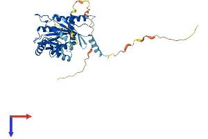 AlphaFold protein structure predicition of Human Recombinant SEPTIN12 Protein, UniprotID Q8IYM1