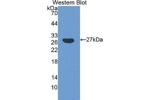 Western Blotting (WB) image for anti-Glutathione S-Transferase alpha 5 (GSTa5) (AA 1-221) antibody (ABIN3205771) (GSTa5 anticorps  (AA 1-221))