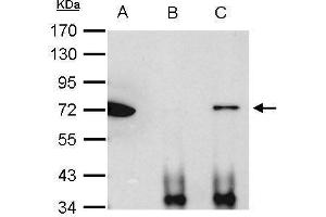 IP Image Ku70 antibody immunoprecipitates Ku70 protein in IP experiments. (XRCC6 anticorps  (C-Term))