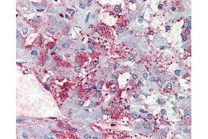 Anti-C8orf55 antibody IHC of human adrenal. (THEM6 anticorps  (Internal Region))