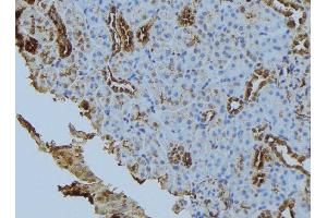 ABIN6279867 at 1/100 staining Mouse kidney tissue by IHC-P. (Syntaxin 6 anticorps  (Internal Region))
