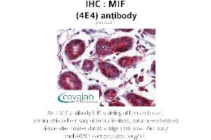 Image no. 1 for anti-Macrophage Migration Inhibitory Factor (Glycosylation-Inhibiting Factor) (MIF) (AA 1-114) antibody (ABIN1723187) (MIF anticorps  (AA 1-114))