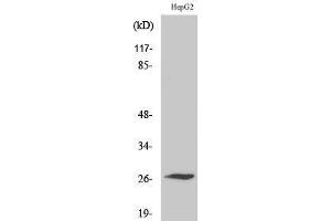 Western Blotting (WB) image for anti-Sodium Channel, Voltage-Gated, Type IV, beta Subunit (SCN4B) (Internal Region) antibody (ABIN3186886) (SCN4B anticorps  (Internal Region))