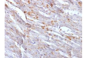 Formalin-fixed, paraffin-embedded Mouse Heart stained with N-Cadherin Mouse Monoclonal Antibody (CDH2/1573). (N-Cadherin anticorps  (Intracellular))