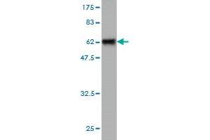 Western Blot detection against Immunogen (60.