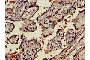 Immunohistochemistry of paraffin-embedded human placenta tissue using ABIN7161574 at dilution of 1:100 (NAMPT anticorps  (AA 1-280))