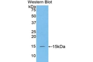 Western Blotting (WB) image for anti-Caspase 3 (CASP3) (AA 183-277) antibody (ABIN1077909) (Caspase 3 anticorps  (AA 183-277))