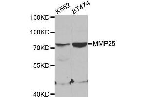 Western blot analysis of extracts of various cell lines, using MMP25 antibody. (MMP25 anticorps)