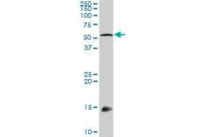 TGFB1I1 MaxPab rabbit polyclonal antibody.