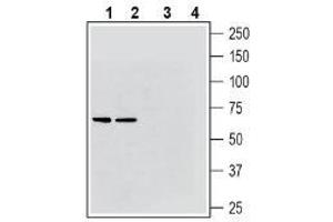 Western blot analysis of rat brain membranes (lanes 1 and 3) and mouse brain membranes (lanes 2 and 4): - 1-2. (Solute Carrier Family 17 (Vesicular Glutamate Transporter), Member 6 (SLC17A6) (AA 45-56), (Cytosolic), (N-Term) anticorps)