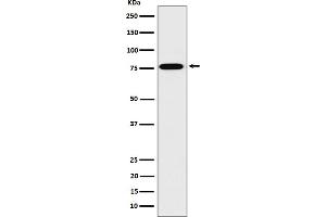 Western blot analysis of DPP3 expression in 293T cell lysate.