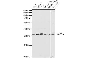 Western blot analysis of extracts of various cell lines, using WNT3A antibody (ABIN3021018, ABIN3021019, ABIN3021020, ABIN1513690 and ABIN6213915) at 1:1000 dilution.
