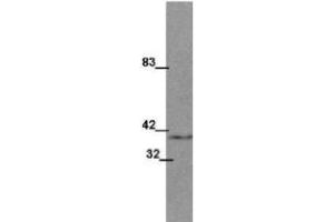 Western blot using  protein-A purified anti-Wnt1 monoclonal antibody shows detection of Wnt1 protein in mouse testis lysate.