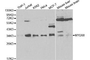 Western blot analysis of extracts of various cell lines, using MYD88 antibody. (MYD88 anticorps  (AA 60-309))