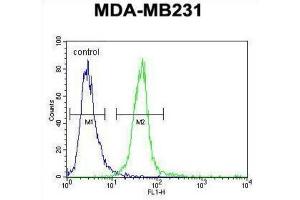 Flow Cytometry (FACS) image for anti-Myozenin 1 (MYOZ1) antibody (ABIN3002281)