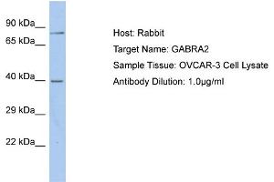 Host: Rabbit Target Name: GABRA2 Sample Type: OVCAR-3 Whole Cell lysates Antibody Dilution: 1. (GABRA2 anticorps  (C-Term))