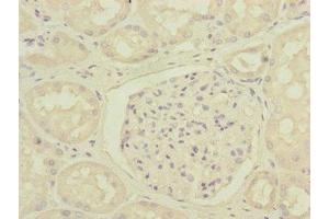 Immunohistochemistry of paraffin-embedded human kidney tissue using ABIN7150823 at dilution of 1:100