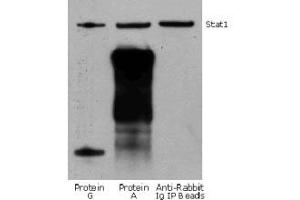 Rabbit IP / Western Blot: Jurkat cell lysate (0. (Fluorescent TrueBlot®: Anti-Lapin IgG DyLight™ 800)